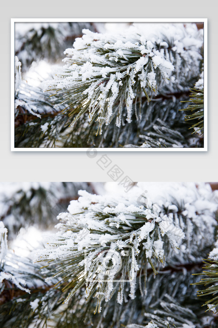 冬季雾凇树挂松树图片图片