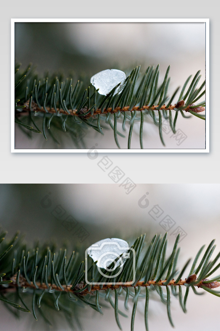 横版特写拍摄冰块在松树上图片图片