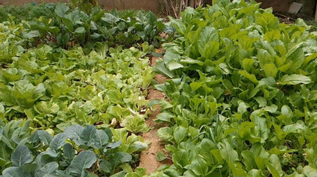 实拍农村家庭自留地小菜园小白菜胡萝卜桔子