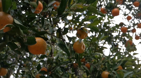 实拍农村家庭自留地小菜园小白菜胡萝卜桔子