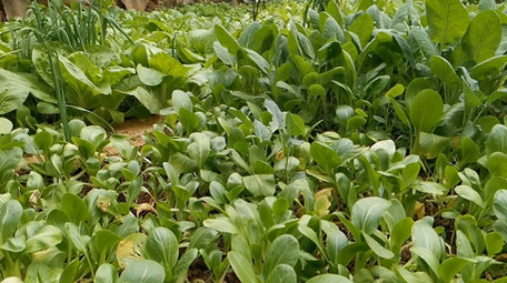 实拍农村家庭自留地小菜园小白菜胡萝卜桔子