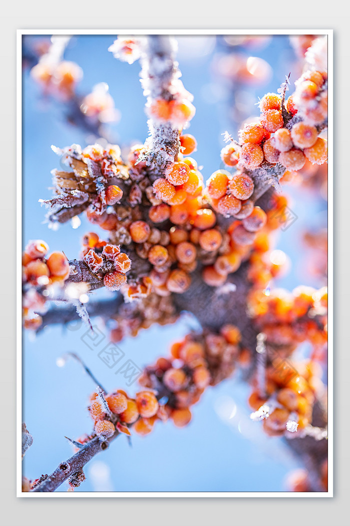 冬天挂满冰晶的沙棘果图片图片