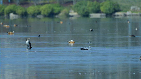 实拍苍鹭4K视频