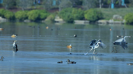 实拍苍鹭4K视频