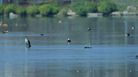 实拍苍鹭4K视频