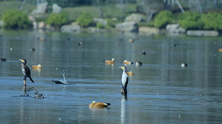 实拍苍鹭4K视频
