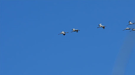 实拍灰鹤4K视频