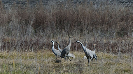 实拍灰鹤4K视频