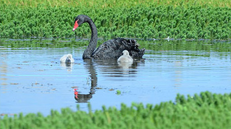 实拍漂亮成鸟幼鸟黑天鹅4K视频