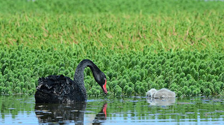 实拍漂亮成鸟幼鸟黑天鹅4K视频