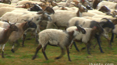 实拍藏系欧拉羊放牧归来视频