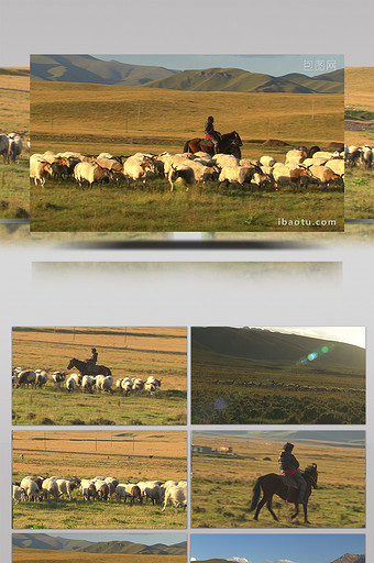 实拍青藏高原牧羊人放羊视频图片