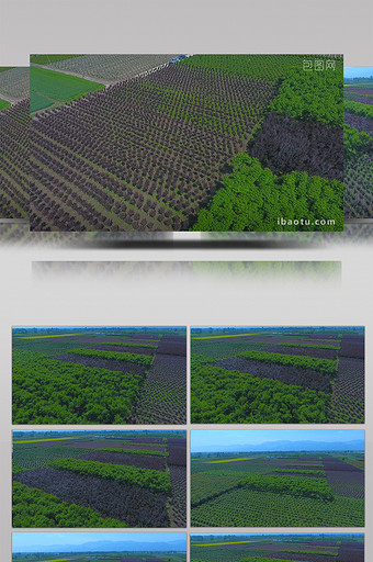 航拍陕西省周至县大规模绿化苗木基地视频图片