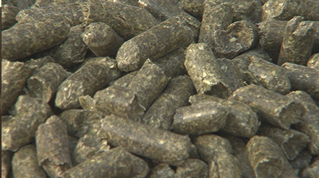 实拍动物颗粒饲料视频