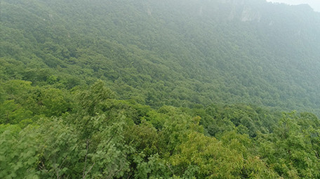 航拍高清原生态原始森林