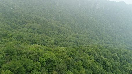 航拍高清原生态原始森林
