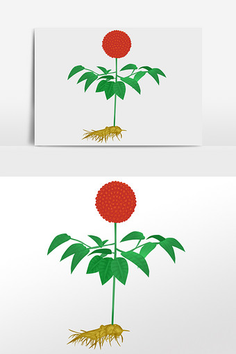 云南三七图片