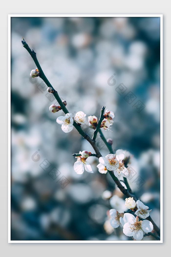 白色花朵梅花花枝图片图片