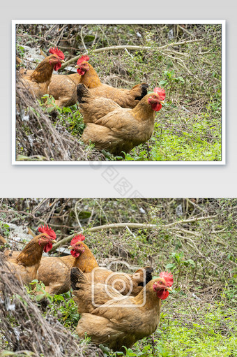 鸡群户外觅食摄影图图片