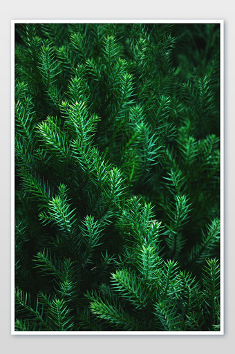 春天绿色针叶杉植物背景图片