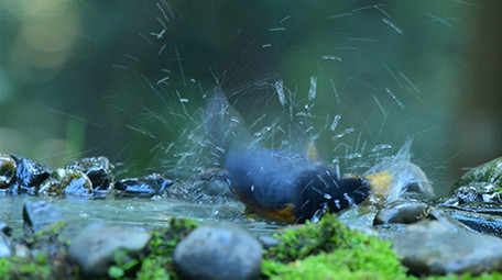 实拍各类山椒鸟4K视频