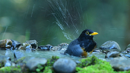实拍各类山椒鸟4K视频
