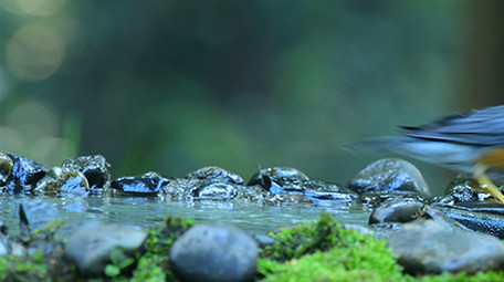 实拍各类山椒鸟4K视频