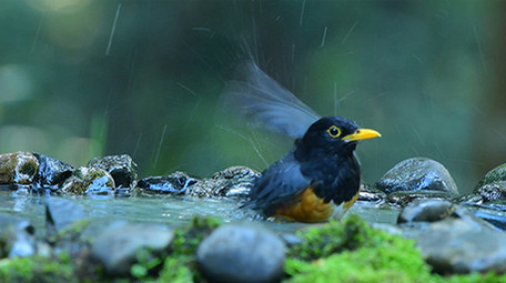 实拍各类山椒鸟4K视频