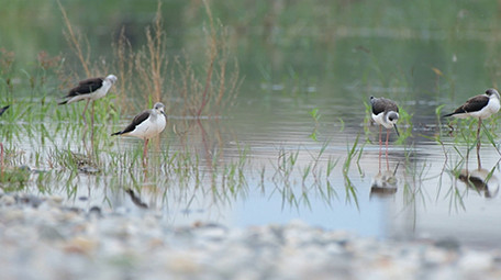 实拍黑翅长脚鹬鸟视频