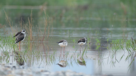 实拍黑翅长脚鹬鸟视频
