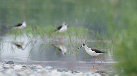 实拍黑翅长脚鹬鸟视频