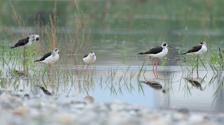 实拍黑翅长脚鹬鸟视频