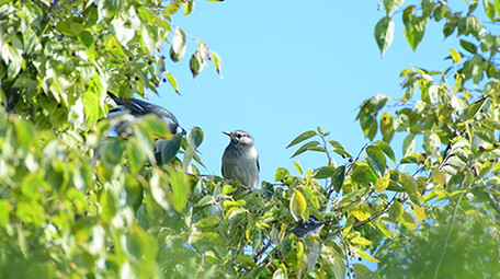实拍黑头奇鹛鸟视频