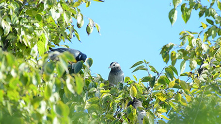 实拍黑头奇鹛鸟视频