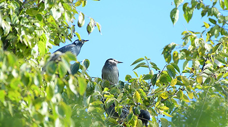 实拍黑头奇鹛鸟视频
