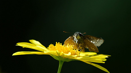 实拍蝴蝶吃花蜜4K视频