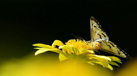 实拍蝴蝶吃花蜜4K视频