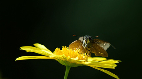 实拍蝴蝶吃花蜜4K视频