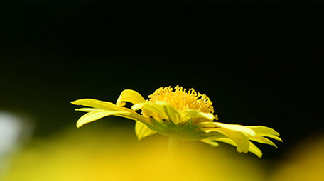 实拍蝴蝶吃花蜜4K视频