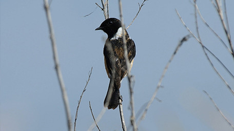 实拍黄顶鸟黑顶鸟4K视频