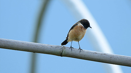 实拍黄顶鸟黑顶鸟4K视频