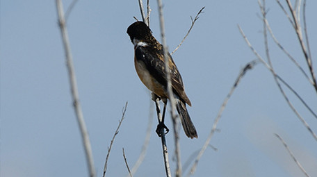 实拍黄顶鸟黑顶鸟4K视频