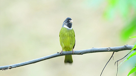 实拍黄喉鸦雀视频