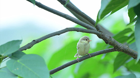 实拍黄喉鸦雀视频
