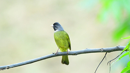 实拍黄喉鸦雀视频