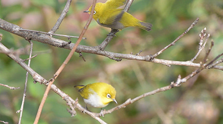 实拍宽嘴鹟莺幼鸟4K视频