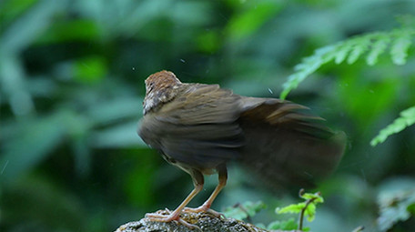 实拍宽嘴鹟莺幼鸟4K视频
