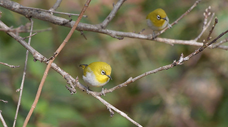 实拍宽嘴鹟莺幼鸟4K视频