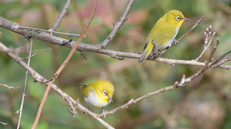 实拍宽嘴鹟莺幼鸟4K视频