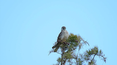 实拍老鹰4K视频